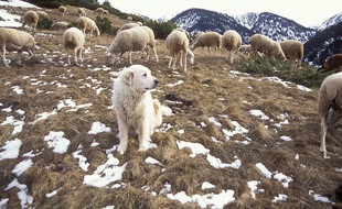 Un troupeau dans une estive des Pyrénées.