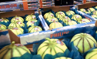 Des melons sur le marché de Rungis.