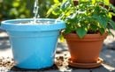 Plantes en pot assoiffées ou noyées ? L’erreur d’été qui ruine vos extérieurs et comment l’éviter facilement
