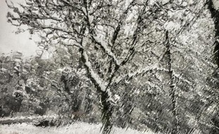 Un arbre sous la neige. illustratio