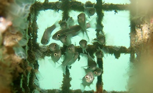 Les Biohut d'Ecocean protègent les poissons durant leur croissance.