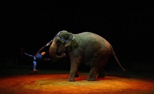 Un acrobate du Cirque Grüss réalise un numéro avec un éléphant, le 26 novembre 2003 sous le chapiteau du cirque Grüss, sur la pelouse de Saint-Cloud, au bois de Boulogne à Paris. (Photo illustration)