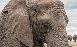 Avec un peu d'entraînement, à vous la mémoire d'éléphant