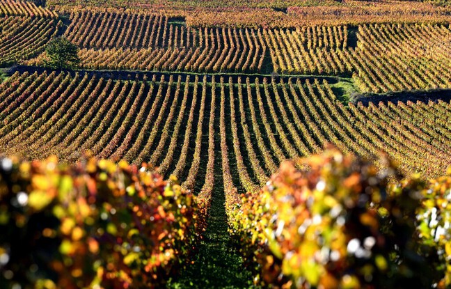 Les corbeaux célèbres :  En Bourgogne, l'escroc faisait chanter les propriétaires de grands crus