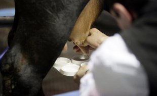 Encore un paradoxe français: malgré une baisse de la production mondiale de lait et une demande en croissance exponentielle de produits lactés dans les pays émergents, producteurs et industriels français sont à la peine et voient les nouveaux marchés leur passer sous le nez.