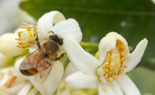 Les insecticides de la famille des néonicotinoïdes, utilisés dans l'agriculture et considérés comme nocifs pour les abeilles, sont au coeur des débats au Parlement français
