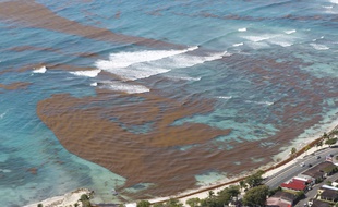 Les algues brunes "sargasses" de retour sur les côtes guadeloupéennes en 2018.