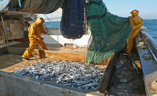 Peche au chalut en mer Mediterranee, dans le Golfe du Lion.