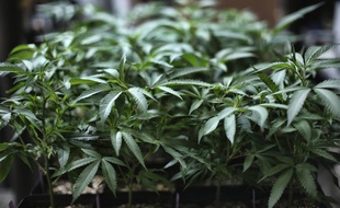 Illustration d'une plantation de cannabis, ici en Californie.