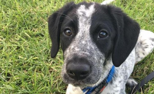 Grizz, un chien renifleur, a été abattu le 17 mars 2017 par la police à l’aéroport d’Auckland (Nouvelle-Zélande) après avoir échappé à son maître. Il s’est promené librement sur le tarmac pendant trois heures, poursuivi par le personnel de sécurité de l’aéroport.