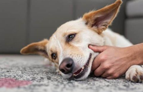 Grattages incessants en été : pourquoi votre chien se gratte plus, et que faire pour le soulager ?