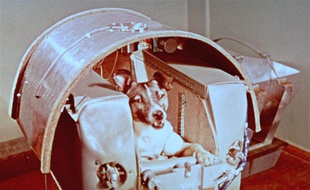 Laïka, la chienne envoyée dans l'espace par l'URSS, en 1957.