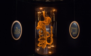 Photo montrant l'appareil digestif, prise en 2018 lors d'une exposition intitulée «Microbiote», à la Cités des Sciences et de l'Industrie, à Paris