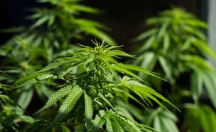 Illustration: des plants de cannabis.