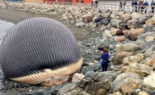 Une baleine échouée sur les rive de l'île de Terre-Neuve, le 30 avril 2014.