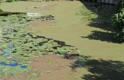 Plus de 300 tonnes de lentilles d’eau retirées du canal de Roubaix