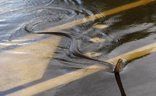 Un serpent nage dans les rues de Rockhampton, en Australie, le 3 janvier 2011.