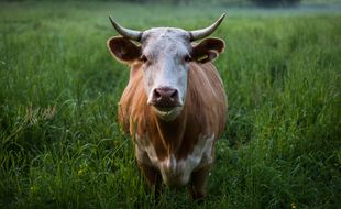 A l'aune de nouveaux résultats sur la transmission de la tremblante du mouton à l'homme, des chercheurs alertent sur le risque d'une possible nouvelle crise de la vache folle.