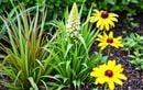 Ne ratez pas la teinte star de l’été : 3 plantes à adopter tout de suite pour un jardin tendance et éclatant