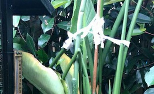 Le boa constrictor, retrouvé samedi après-midi, dans le jardn d'un habitant d'Eaunes, au su de Haue-Garonne.