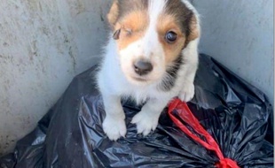 Photo d'un chien abandonné dans une poubelle près de Guingamp, dans les Côtes d'Armor.