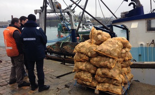 La pêche à la coquille est ouverte depuis début décembre sur le gisement de Saint-Malo.