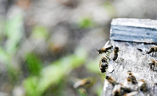 Un frelon asiatique en pleine attaque d'abeilles au rûcher-école de Toulouse.
