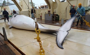 Photo, diffusée le 18 novembre 2014, d'une baleine sur le pont d'un bateau de l'institut de recherche sur les cétacés, dans l'Antarctique