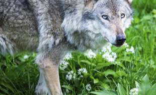 Un loup (illustration)