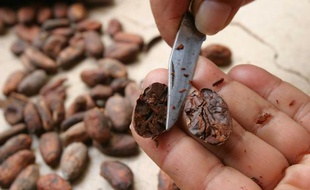 Fèves de cacao en Equateur.