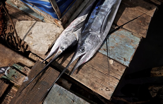 Australie: Un marlin bondit sur un bateau pneumatique et blesse deux hommes