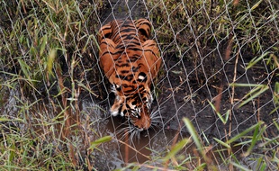 Un tigre au zoo de Londres, le 20 mars 2013.
