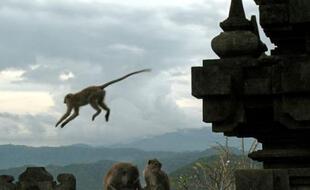 Des singes jouent dans le temple hindou de Bali (illustration).