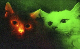 Photographie de chats fluorescents prise dans une chambre noire à Gyeongsang National University à Séoul, en 2007.