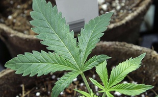 Un plant de cannabis légal à usage médical aux Etats-Unis.