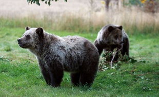 Des oursons dans le parc de Yellowstone aux Etats-Unis.