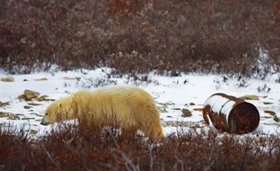 Des écologistes américains ont mis en garde mercredi contre les risques présentés par les forages pétroliers au large de l'Arctique, soulignant que les Etats-Unis sont très mal préparés pour faire face à une éventuelle marée noire dans cet environnement.