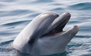 Un dauphin. Illustration.