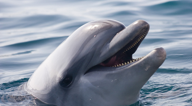 Seine-Maritime : Les pompiers escortés par une « centaine de dauphins »