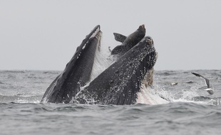 Le photographe animalier Chase Dekker a immortalisé une scène inédite: un lion de mer tombant dans la gueule d'une baleine à bosse.