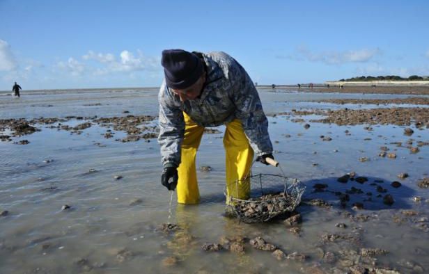 Loire-Atlantique : Le ramassage des coquillages interdit sur une partie du littoral