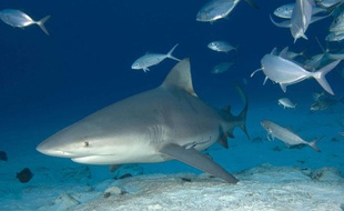 Des requins-bouledogues vont être abattus en Nouvelle-Calédonie (illustration).