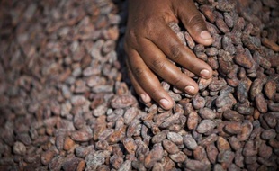 Le vieillissement des vergers et les effets du changement climatique, entre autres périls, menacent le cacao dans le monde, ont affirmé mardi à Abidjan les chercheurs de l'Alliance des pays producteurs (Copal), tirant la sonnette d'alarme pour cette culture.