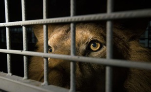 Un lion africain (illustration).