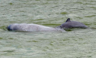 A l'apparition de deux dauphins de l'Irrawaddy en train de jouer, des touristes embarqués sur le Mékong ne peuvent cacher leur joie. Mais ils ne seront pas tous si chanceux à l'avenir: des filets de pêche meurtriers menacent la survie même de l'espèce.