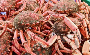 Illustration d'araignées de mer.