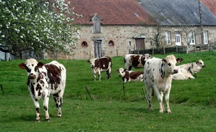 Vaches laitières dans un pâturage normand.