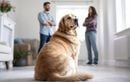 Votre chien aboie uniquement sur certaines personnes ? Découvrez les causes et nos conseils efficaces pour calmer cette réaction à la maison