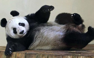 «Sweetie», une femelle panda photographiée au zoo d'Edimbourg en Ecosse le 25 décembre 2011.
