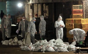 Après avoir fermé les marchés aux volailles et ordonné l'abattage de dizaines de milliers de volatils alors que le virus H7N9 a été retrouvé dans des pigeons, les autorités ont annoncé sur le site internet de la ville l'interdiction des courses de pigeons voyageurs et le confinement de deux millions d'entre eux.